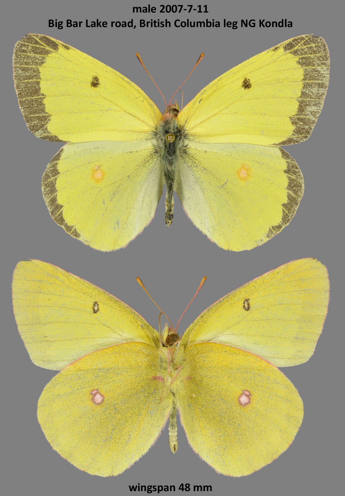 Imagem de Colias gigantea Strecker 1900