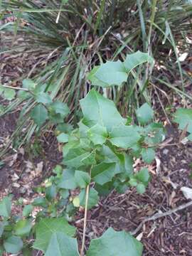 Image of Native holly