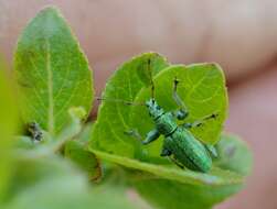 صورة Phyllobius (Phyllobius) arborator (Herbst 1797)