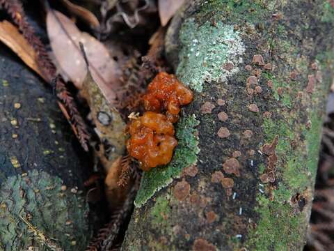 Plancia ëd Tremella vesiculosa McNabb 1990