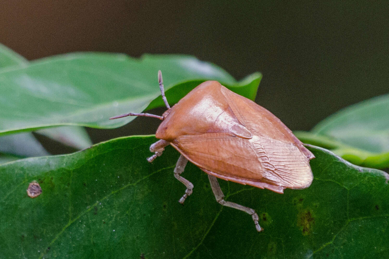 Image of litchi giant stink bug