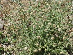 Image of diffuse knapweed