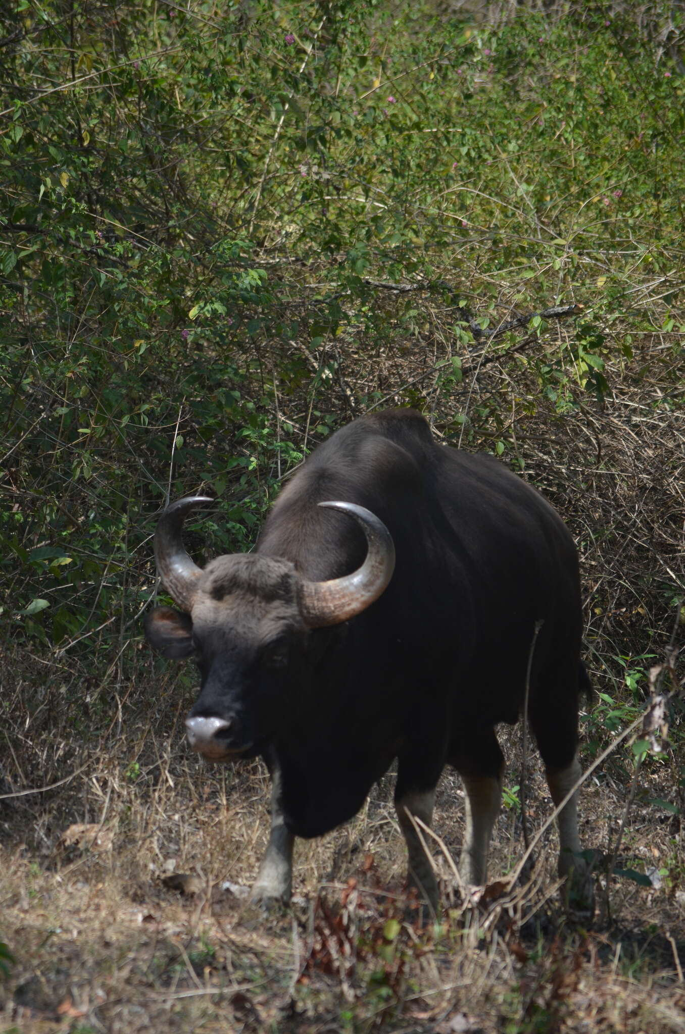 Image of Gaur