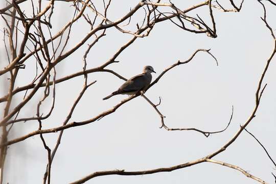 Image of Cape Turtle Dove