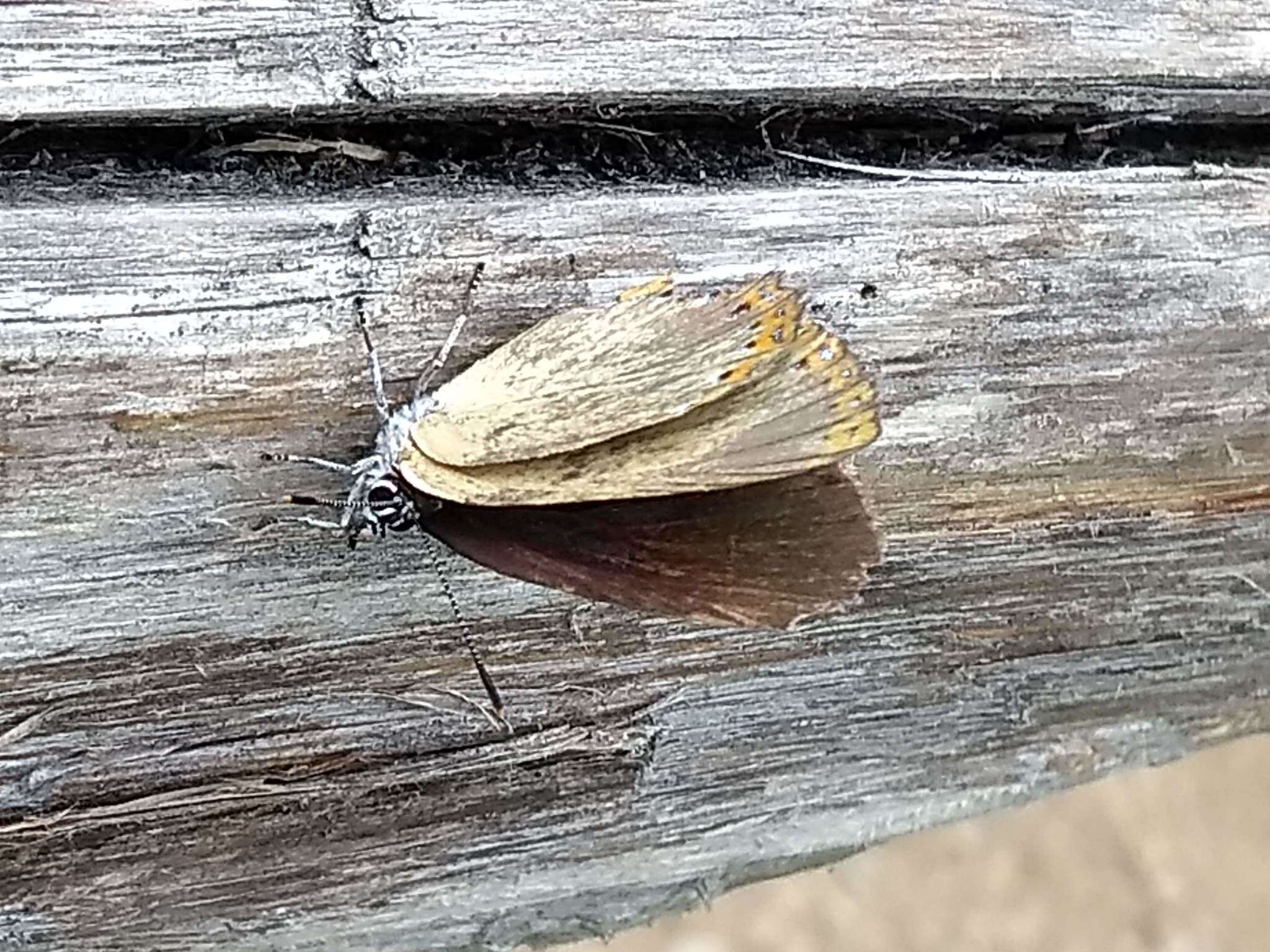 Image of Spanish Purple Hairstreak