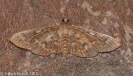 Image of Serpentine Webworm