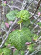 Imagem de Ribes sanguineum var. glutinosum (Benth.) Loud.