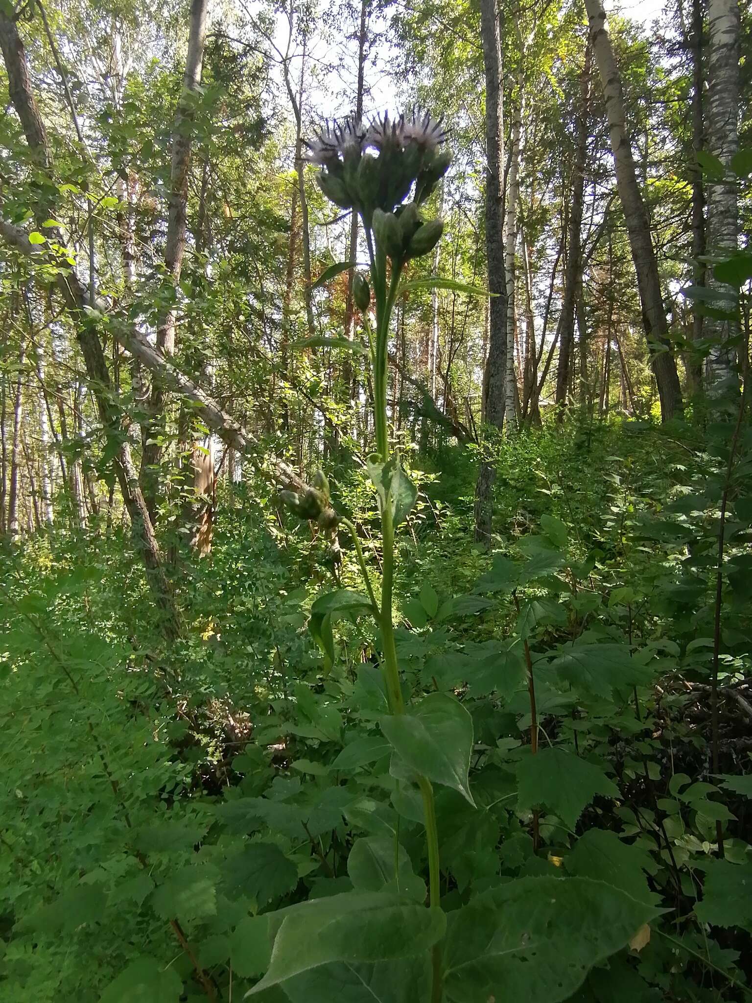 Saussurea latifolia Ledeb. resmi