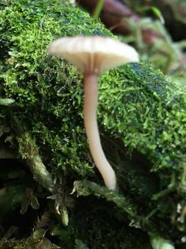 Imagem de Lichenomphalia umbellifera (L.) Redhead, Lutzoni, Moncalvo & Vilgalys 2002