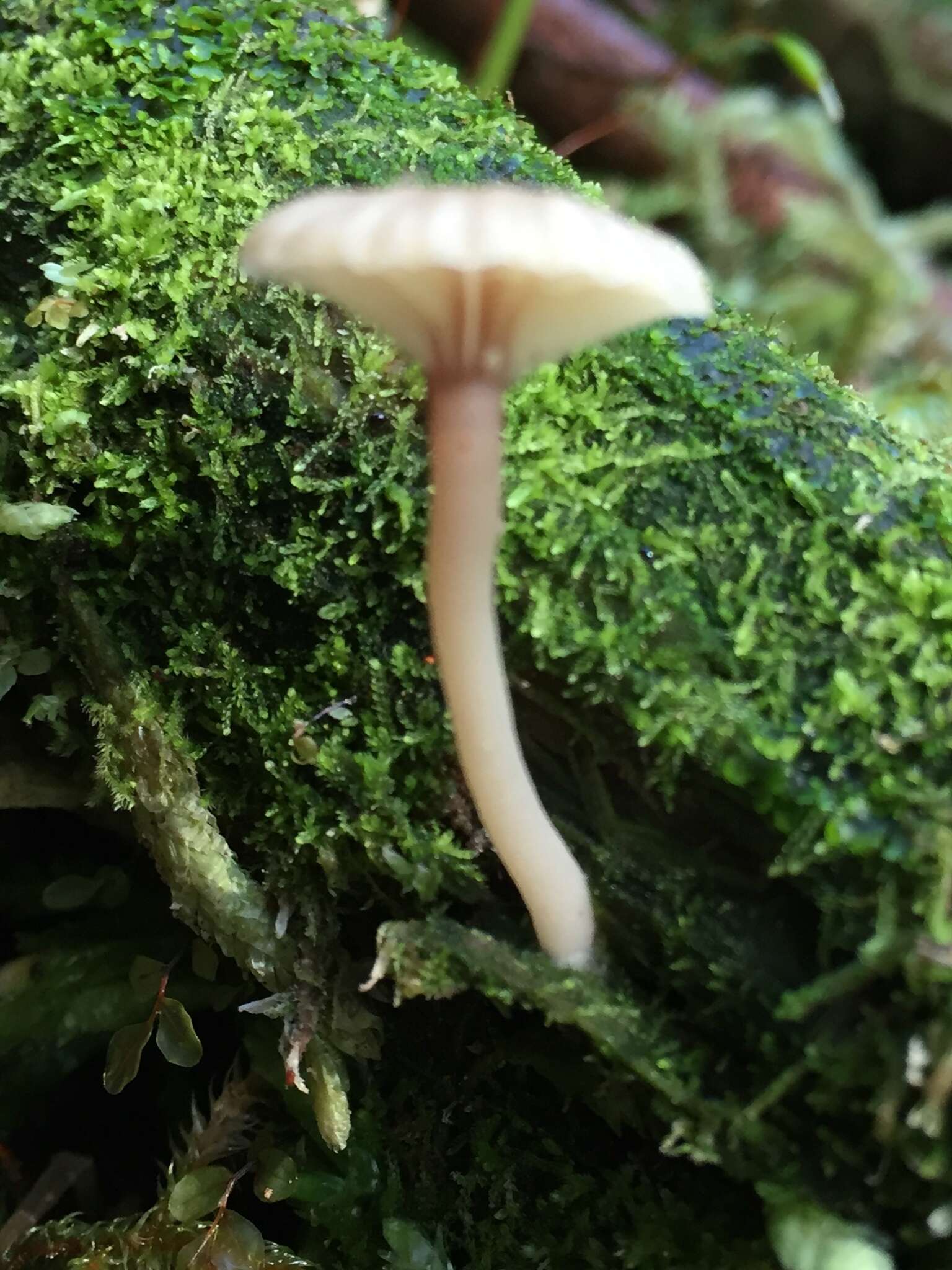 Image de Lichenomphalia umbellifera (L.) Redhead, Lutzoni, Moncalvo & Vilgalys 2002