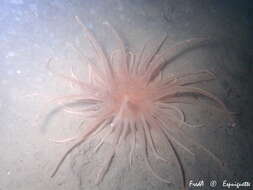 Image of burrowing anemone