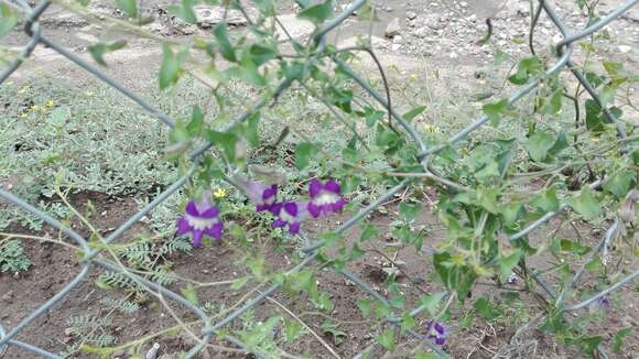 Image of Mexican viper