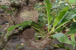 Plancia ëd Myrmecodia platytyrea subsp. antoinii (Becc.) Huxley & Jebb