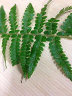 Image of hollyfern