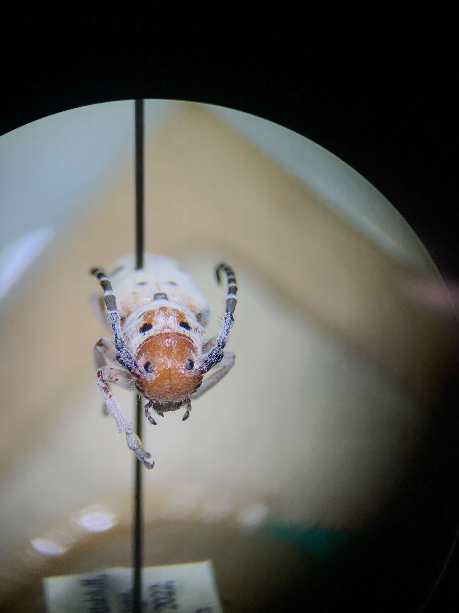 Image of Tetraopes pilosus Chemsak 1963