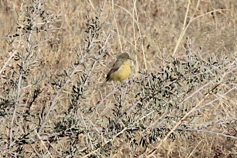 Image of Cape Penduline Tit