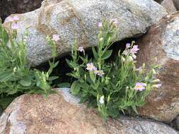 Image of Erythranthe erubescens G. L. Nesom