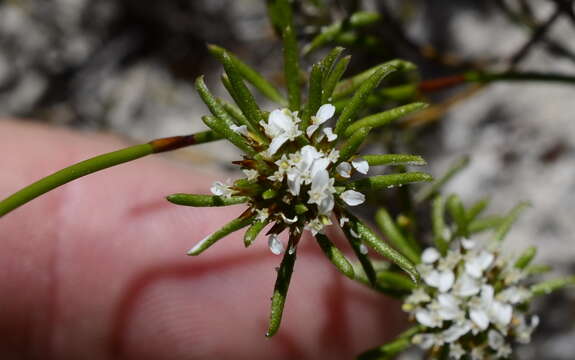 Image of Disparago laxifolia DC.