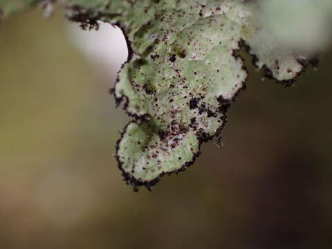 Image of Norwegian ragged lichen