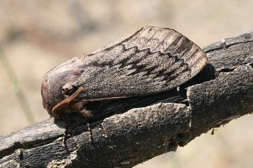 Image of Pachypasa otus Drury 1770