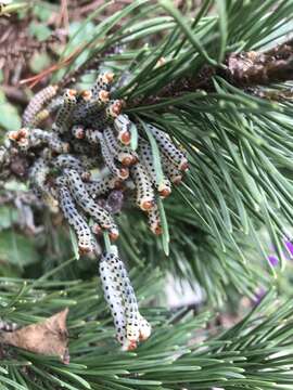 Image of Red-headed Pine Sawfly