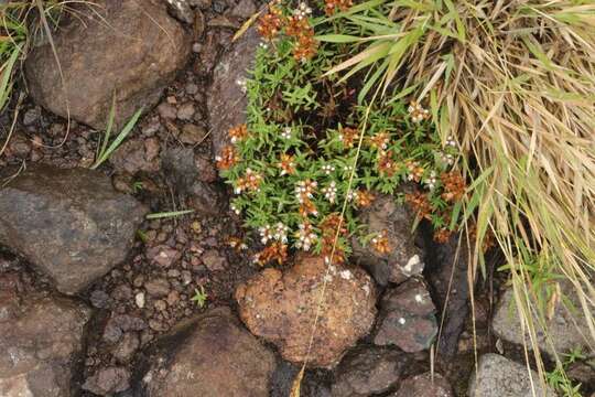 Image of Crassula sarcocaulis subsp. rupicola Tölken