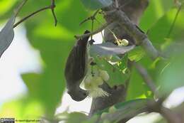 Image of Pale-billed Flowerpecker