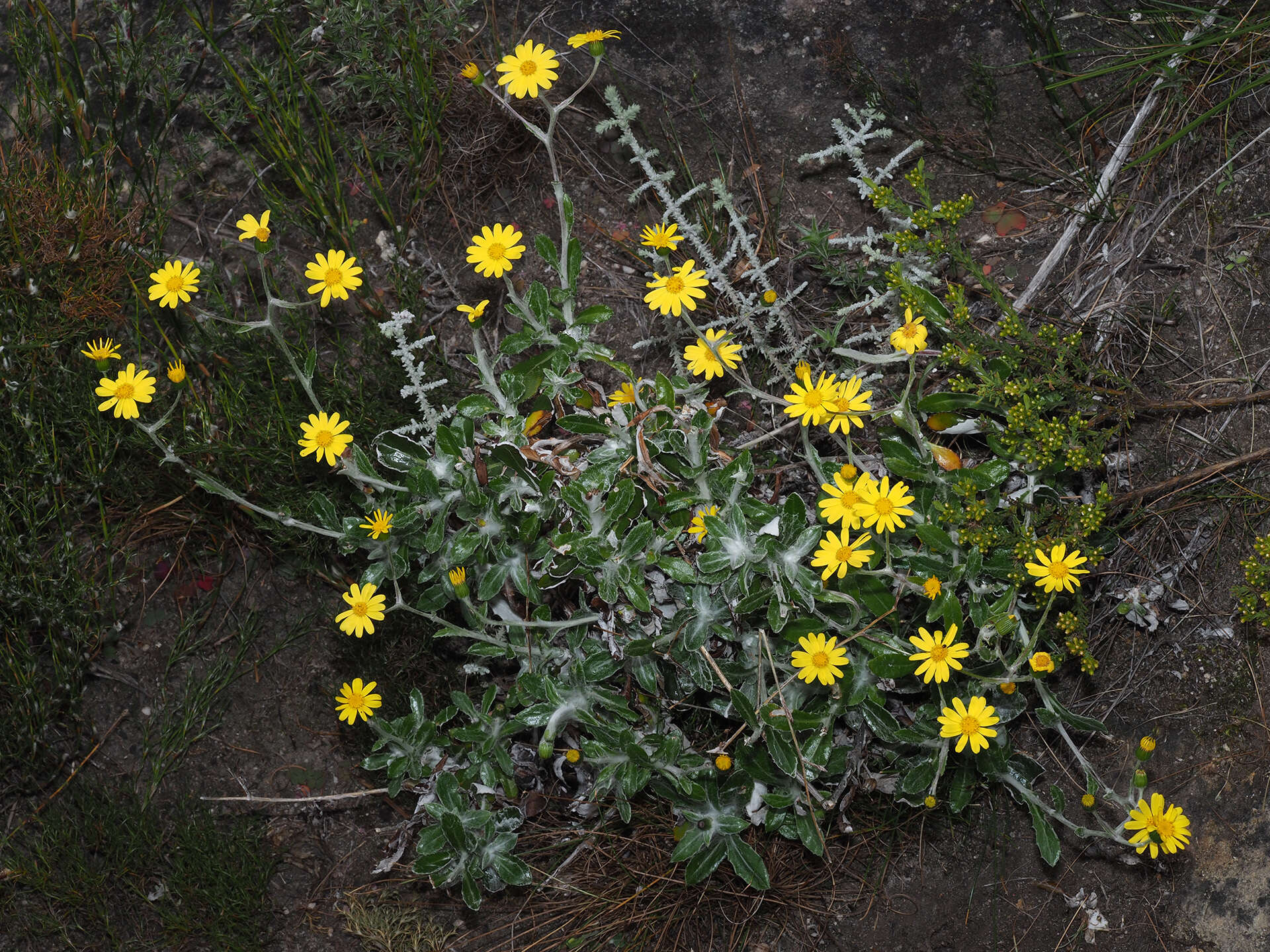 Image of Oresbia heterocarpa Cron & B. Nord.