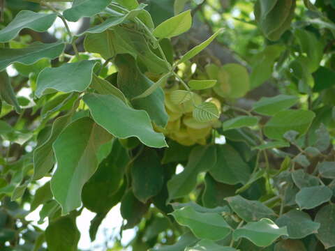 Image of Piscidia mollis Rose