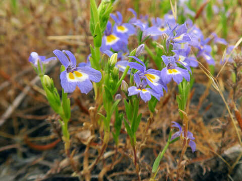 Image of cascade calicoflower