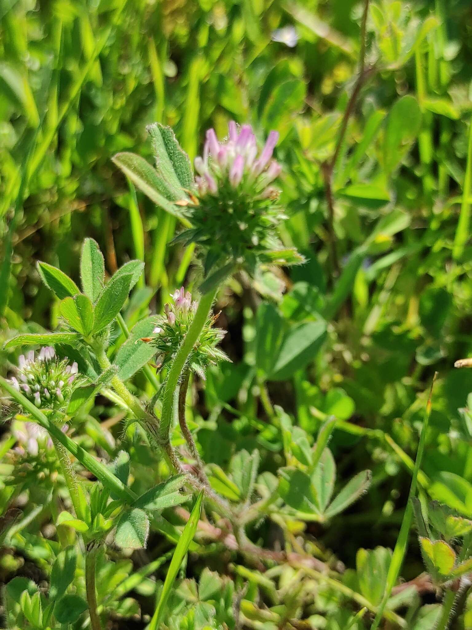 Слика од Trifolium squamosum L.
