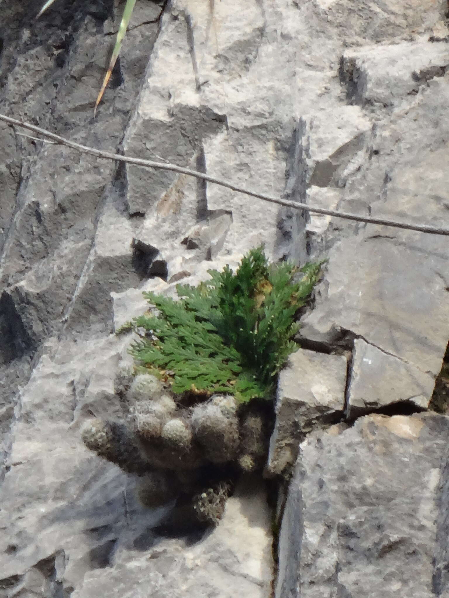 Selaginella lepidophylla (Hook. & Grev.) Spring resmi