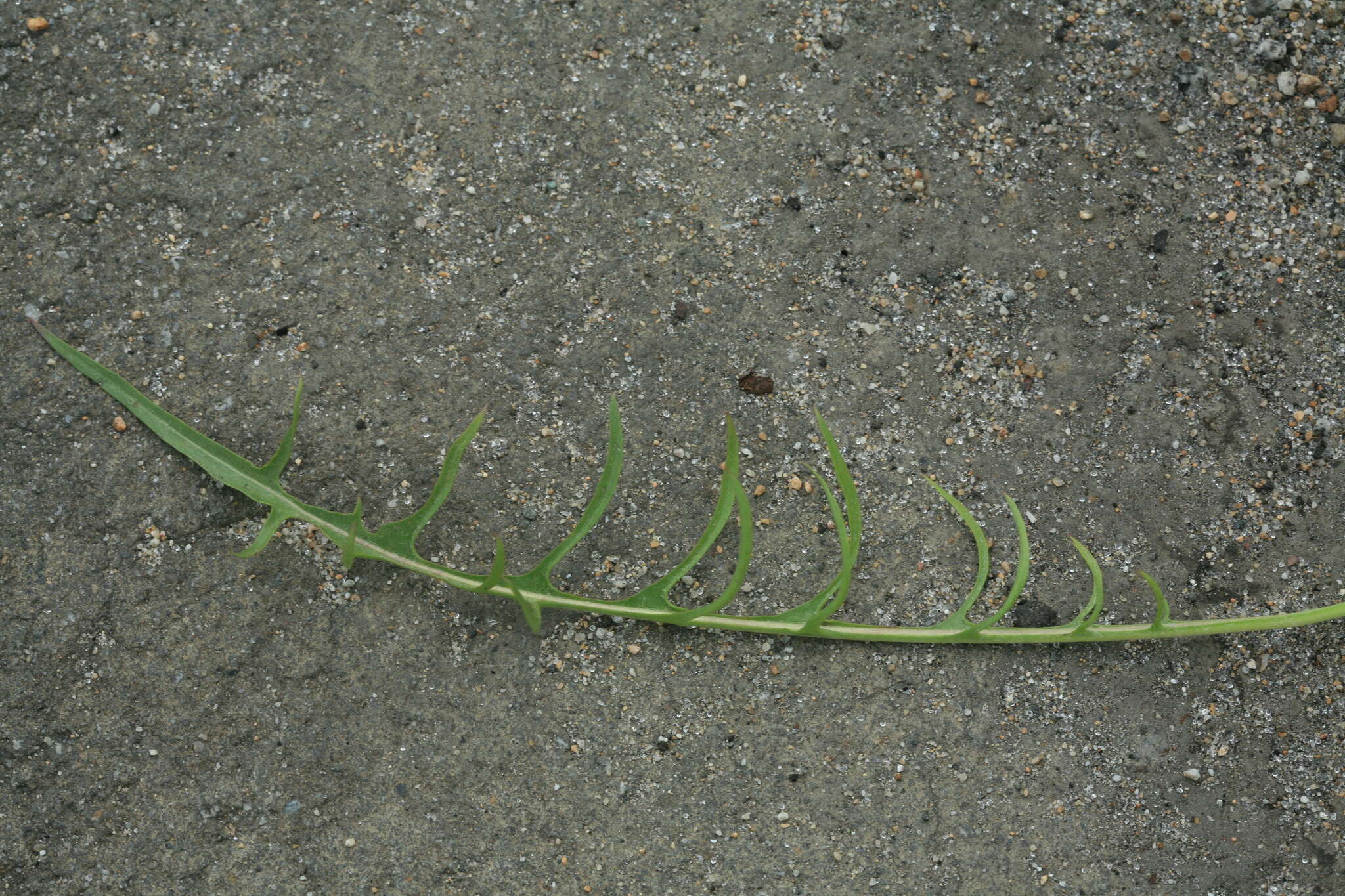 Image of Taraxacum scariosum (Tausch) Kirschner