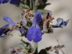 Image of Salvia connivens Epling