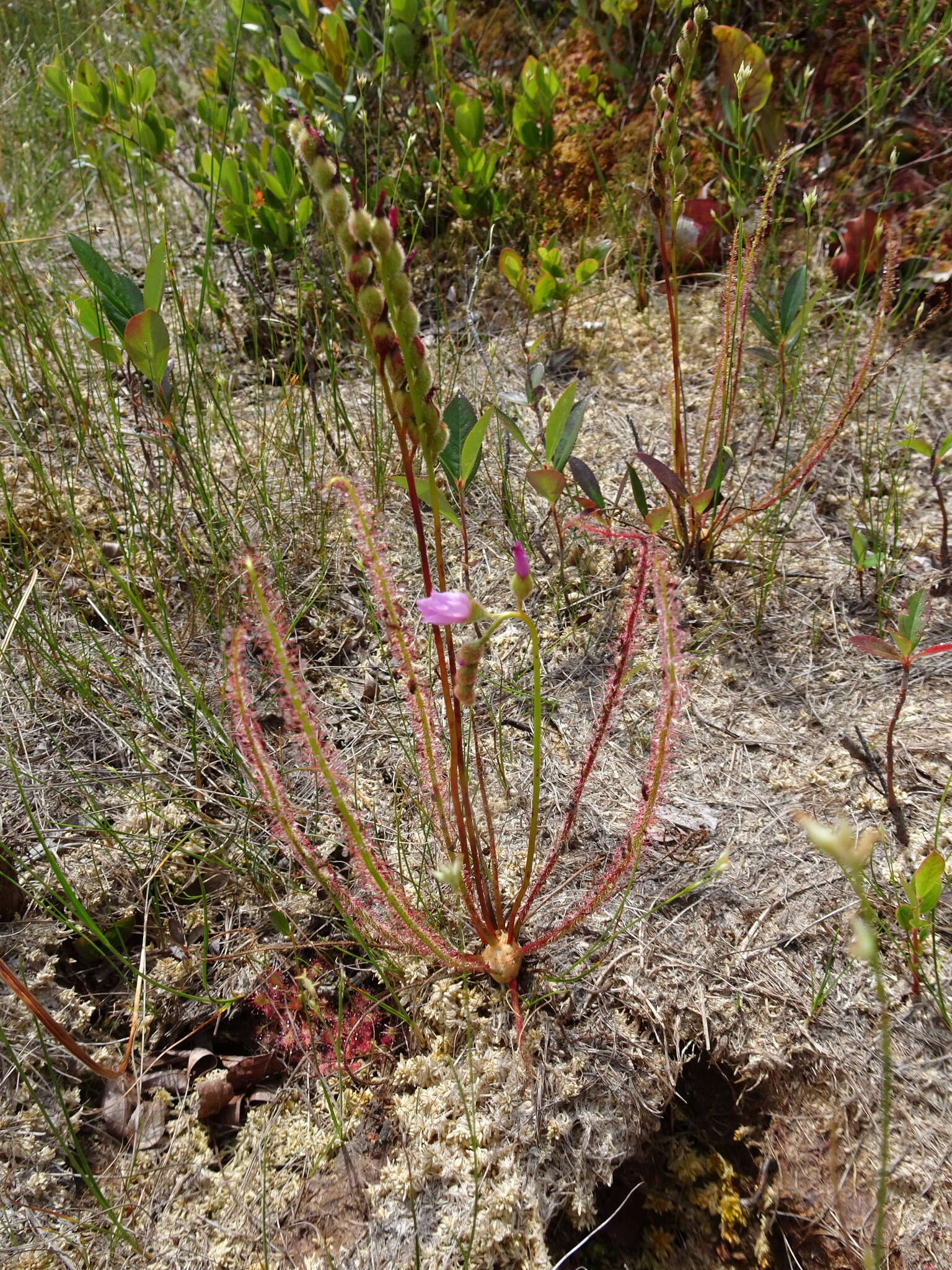 Image de Drosera filiformis var. filiformis