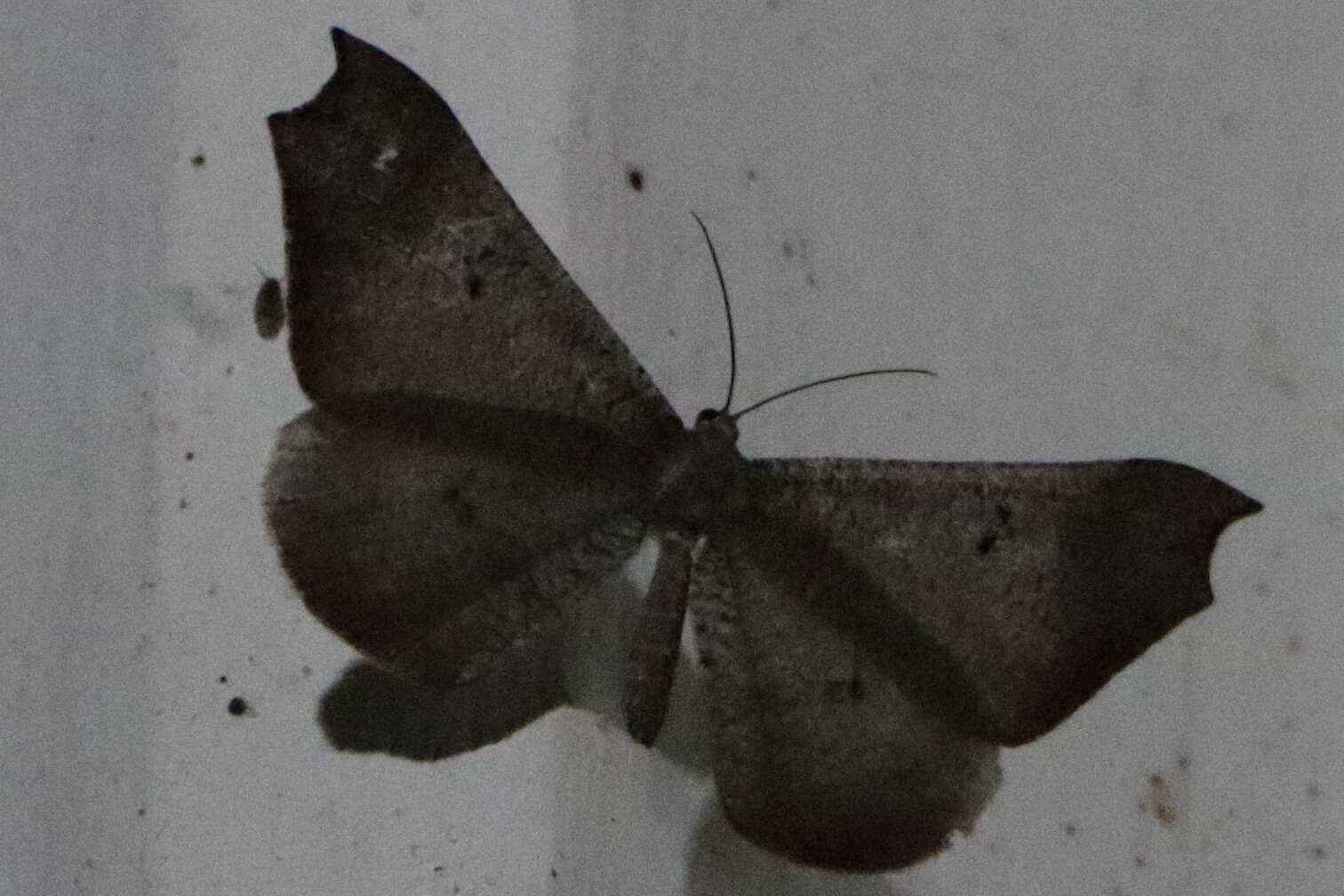 Image of Macrosoma rubedinaria Walker 1862