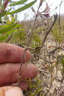 Image of Pelargonium caledonicum L. Bolus