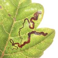 Image of Stigmella intermedia (Braun 1917) Wilkinson et al. 1979