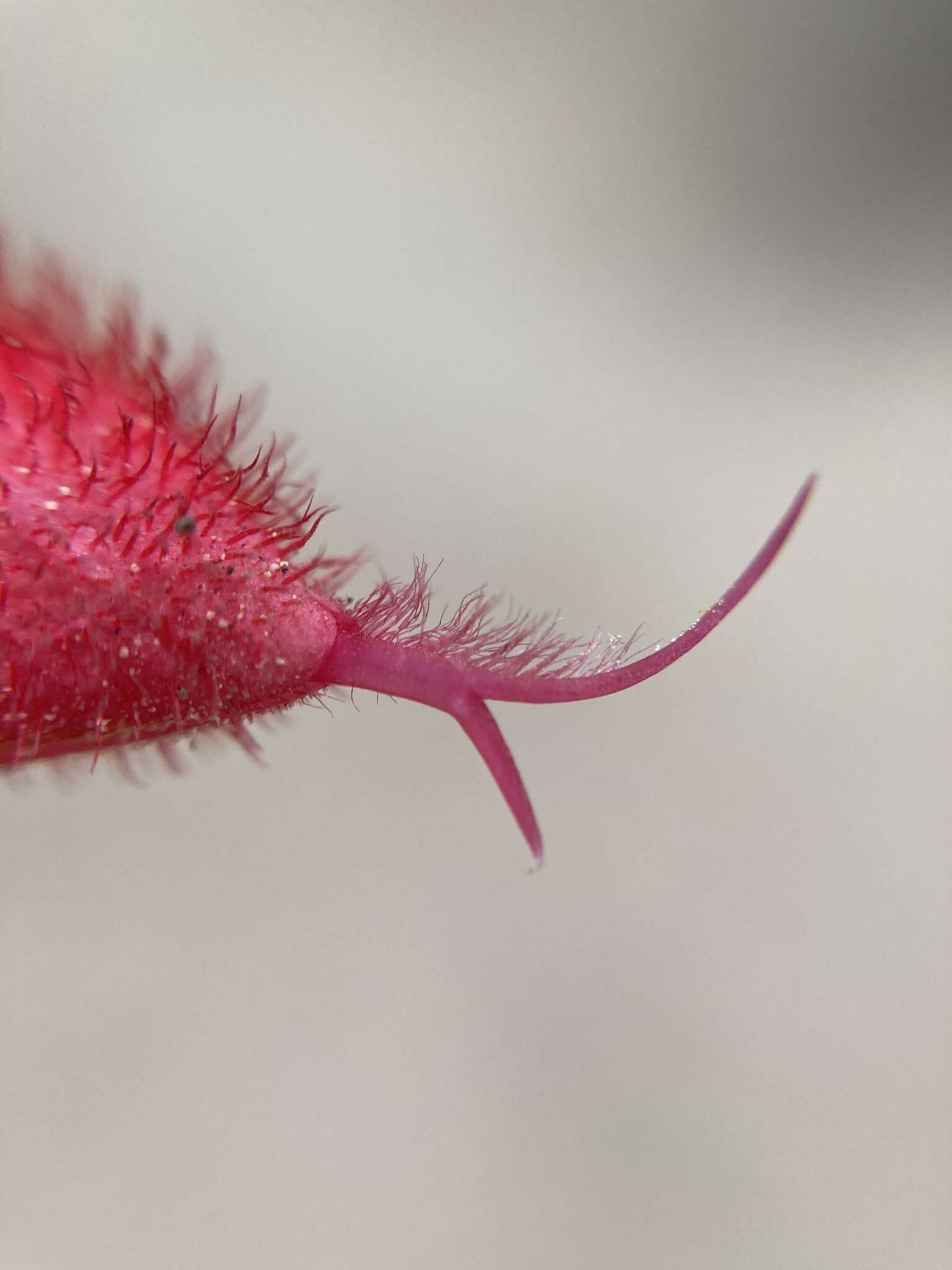 Imagem de Salvia fulgens Cav.