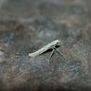 Imagem de Caloptilia leucapennella (Stephens 1835)