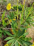 صورة Sonchus megalocarpus (Hook. fil.) J. Black