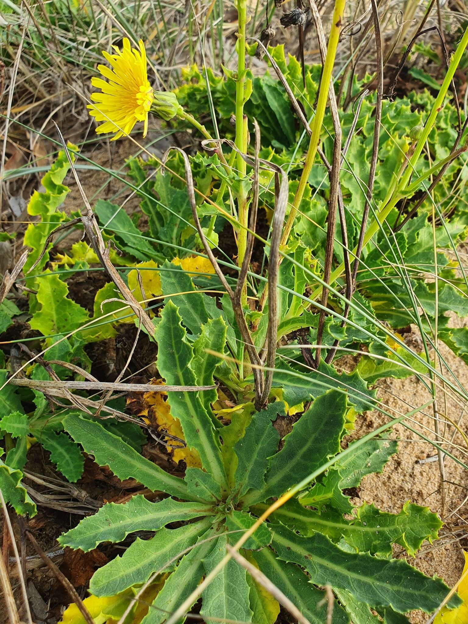 Image of Sonchus megalocarpus (Hook. fil.) J. Black