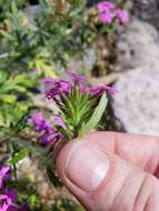 Image of Chiricahua Mountain mock vervain