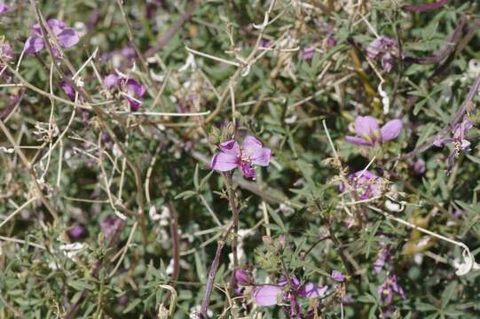 Image of Sieruela oxyphylla (Burch.) Roalson & J. C. Hall