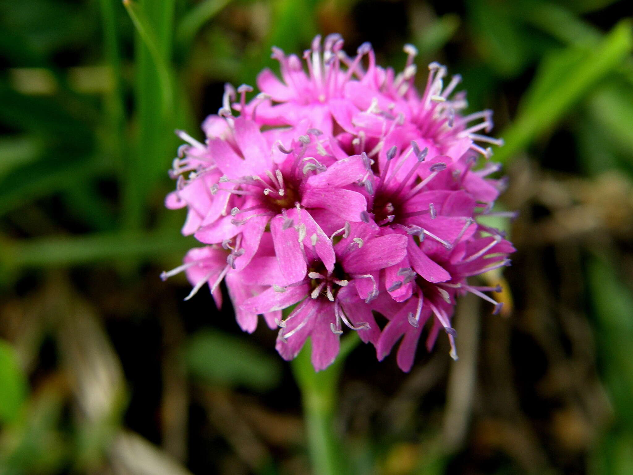 Слика од Silene suecica (Loddiges) Greuter & Burdet