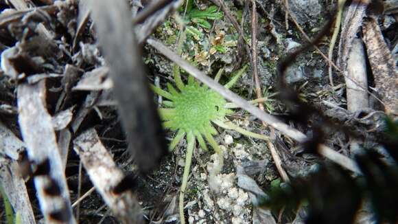 Image of Pinguicula gypsicola T. S. Brandeg.