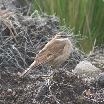 Image of Stout-billed Cinclodes