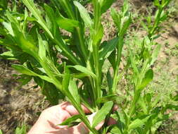 Image of smallhead sneezeweed