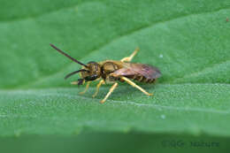 Image of Halictus aerarius Smith 1873