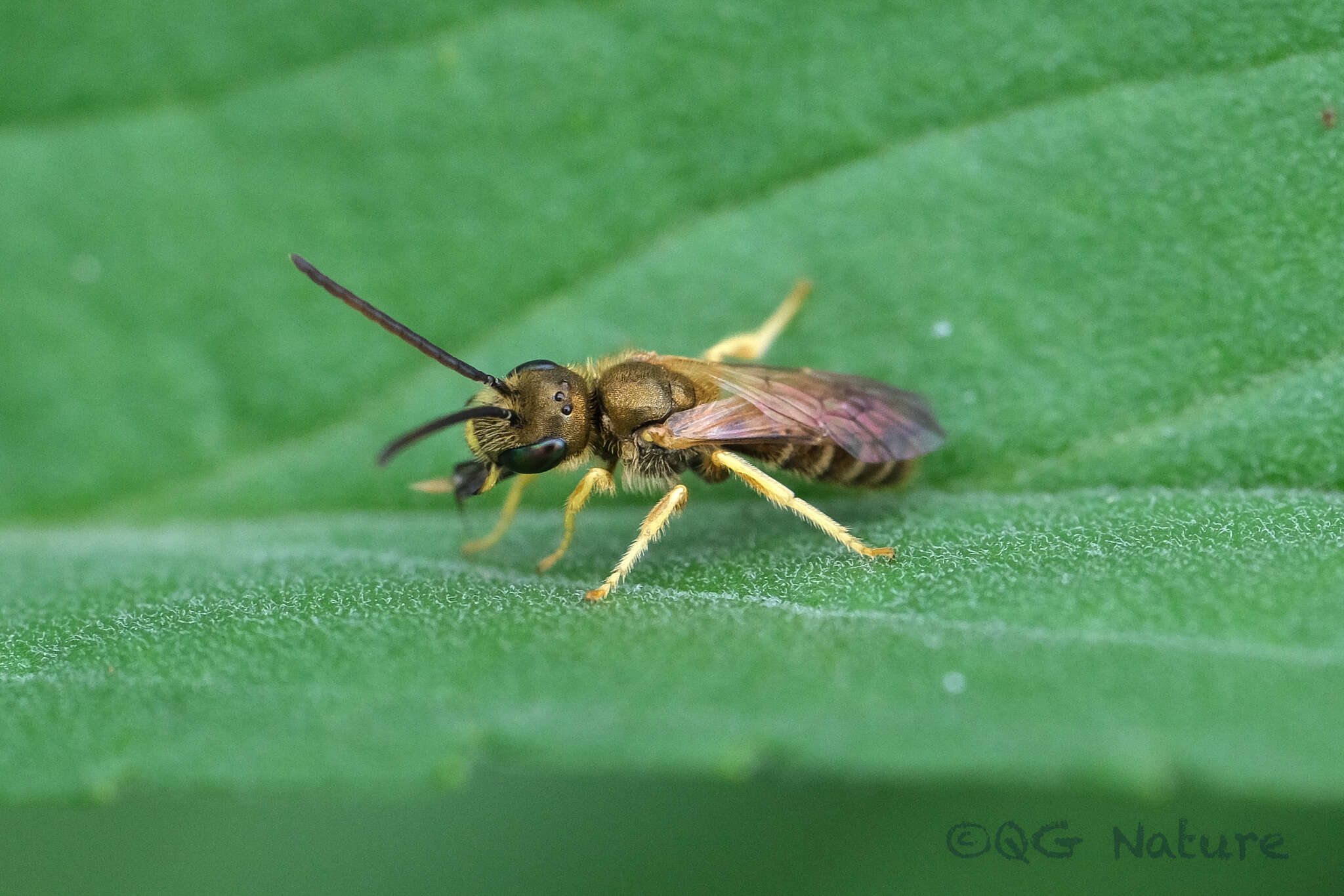 Image of Halictus aerarius Smith 1873